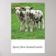 Spotty NZ Lambs Print