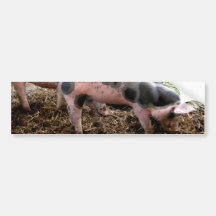 Spotty Piggy Bumper Sticker