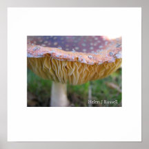 Spotty toadstool posters