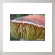 Spotty toadstool posters