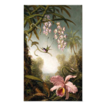 Spray Orchids with Hummingbird Print Photo Print