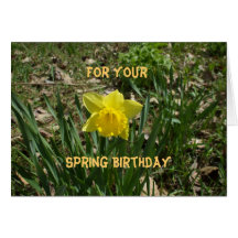 Spring Birthday-Yellow Daffodil Cards
