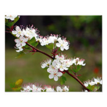 Spring bloom photo print
