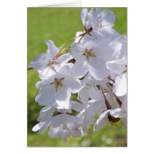 Spring Blossoms Cards