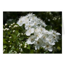 Spring Blossoms Greeting Cards