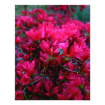 "Spring Boom"  (Photo Print)