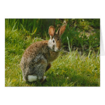 Spring bunny greeting card