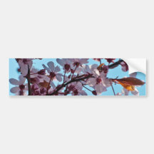 Spring Cherry Blossom Bumper Sticker
