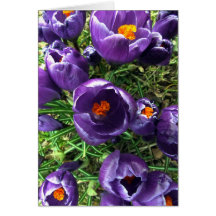 Spring Crocus Card