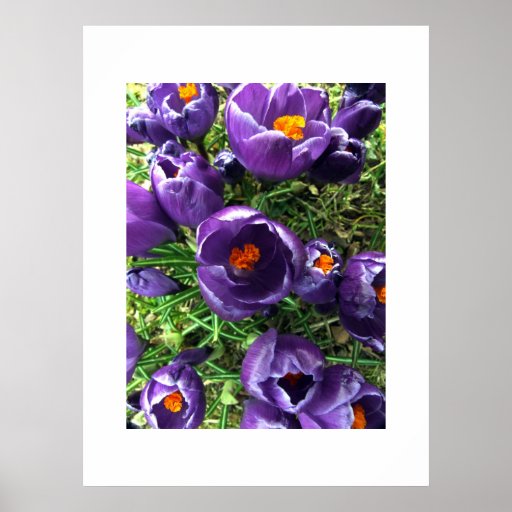 Spring Crocus Poster