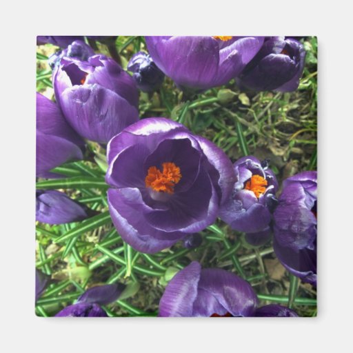 Spring Crocus Refrigerator Magnet