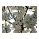 Spring Flowering Tree Beauty Postcard