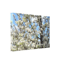 Spring Flowering Tree Canvas Print