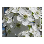 Spring Flowering Tree Flowers Post Card