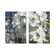 Spring Flowering Tree Side by Side Canvas Print