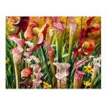 "Spring Flowers" Floral Watercolor Art Post Card