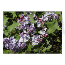 Spring Lilacs 1 Greeting Cards