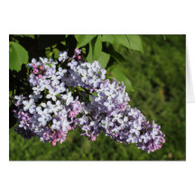 Spring Lilacs Card