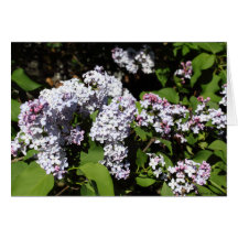 Spring Lilacs Cards