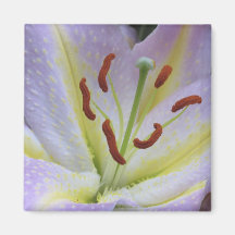 spring lily magnet