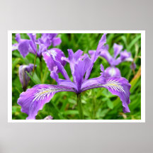Spring Of Purple Poster