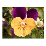 Spring Pansy Post Card