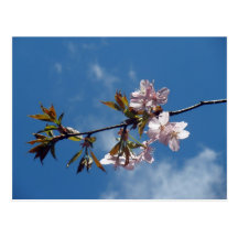 Spring Postcards