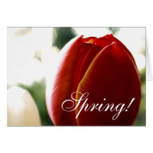 Spring Red Tulip Card