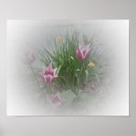 Spring Tulip Poster