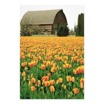 Spring tulips bloom in front of old barn. photograph
