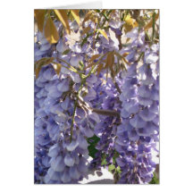 Spring Wisteria Cards