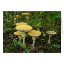Sprouting Mushrooms Greeting Card