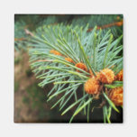 Spruce Branch Close-Up Fridge Magnet