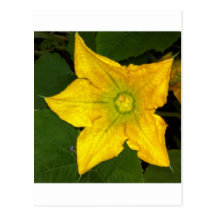 Squash Blossom Postcards
