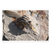 squirel eating invitation