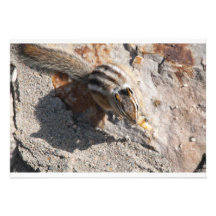 squirel invitation
