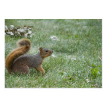 squirel walking business card