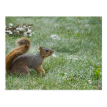 squirel walking postcard