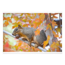 squirel with nut invitation