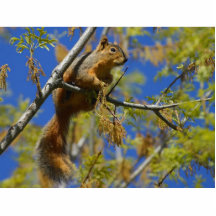 Squirrel Acrylic Cut Outs