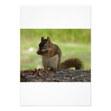 Squirrel eating Cone Invitations
