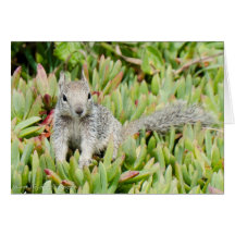 Squirrel Greeting Card