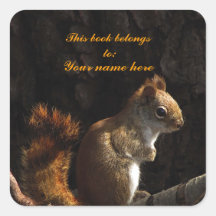 Squirrel in a Patch of Sunlight Sticker