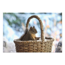 Squirrel in Snowy Basket in Winter Photo