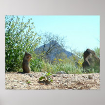 Squirrel in the Sonoran  Desert Print