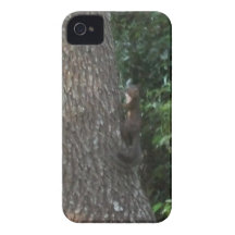 squirrel in tree iPhone 4 cover