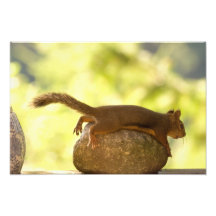 Squirrel Lying Down Photo