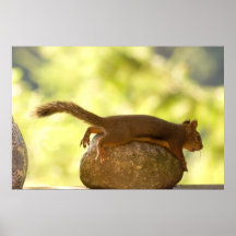 Squirrel Lying Down Photo Posters