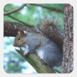 Squirrel on a Branch Square Stickers