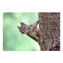 Squirrel On a Tree Photograph